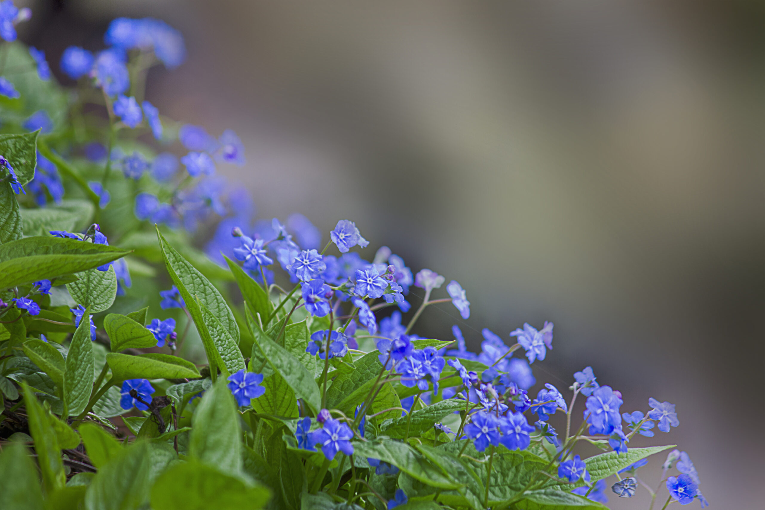 245924932 | Omphalodes © Yaroslava Pravedna | Dreamstime.com